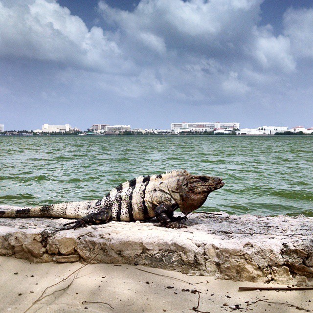 1505-NA-Cancun-Iguana