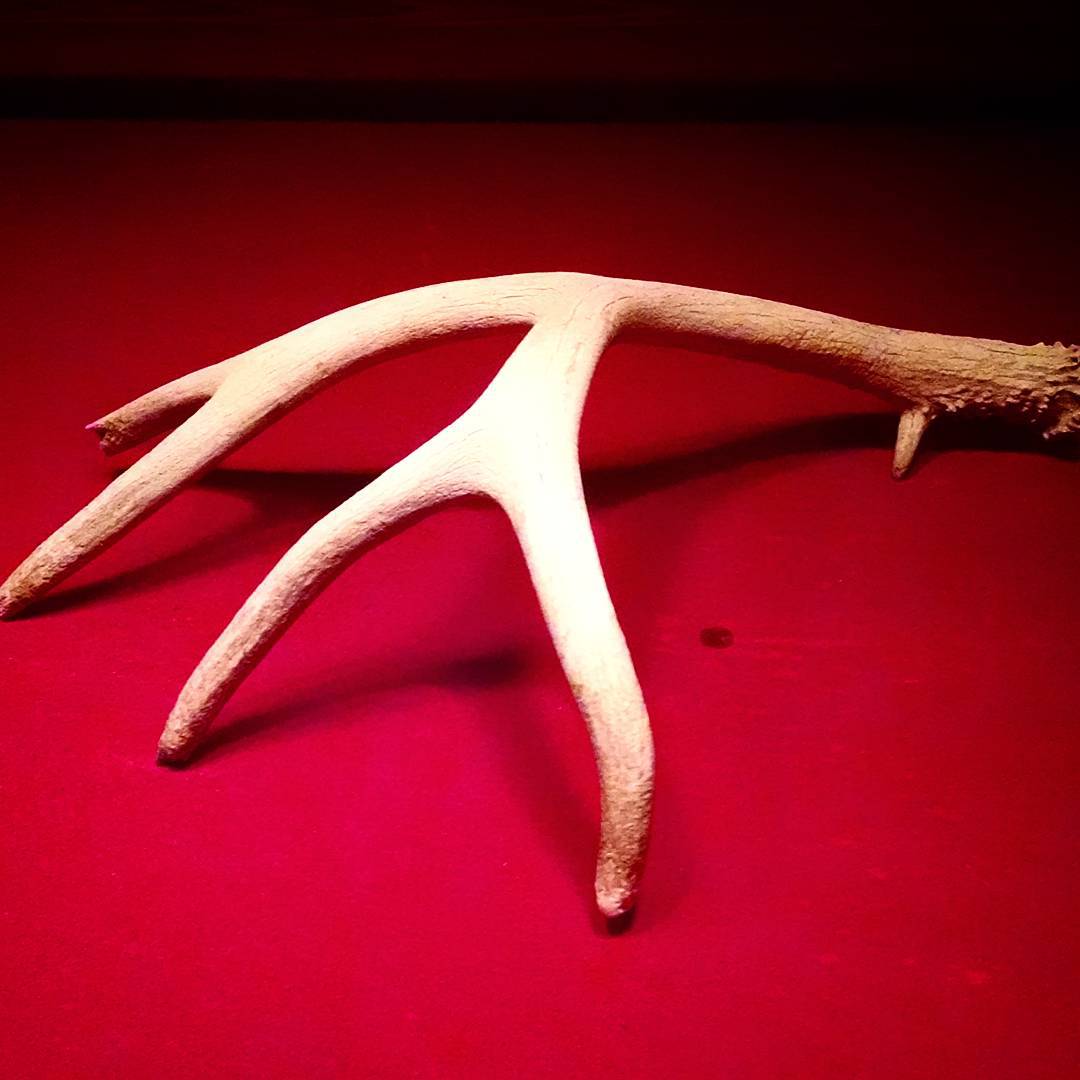 1508-PL-Bushwick-Cobra-Deer_Antler