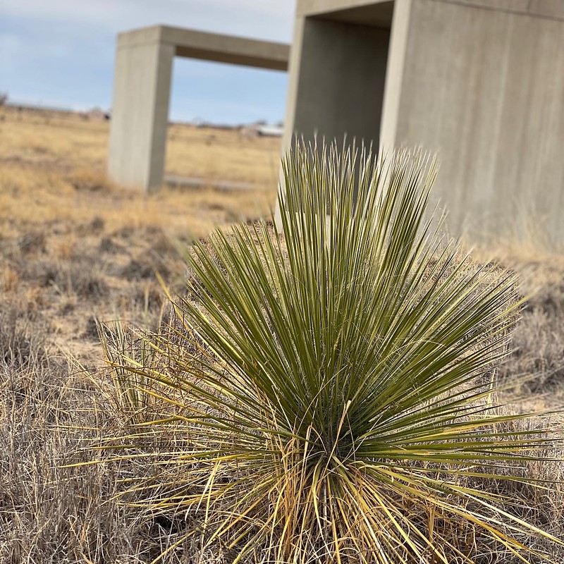 2204-FA-Donald_Judd-Marfa-Deasert_plant