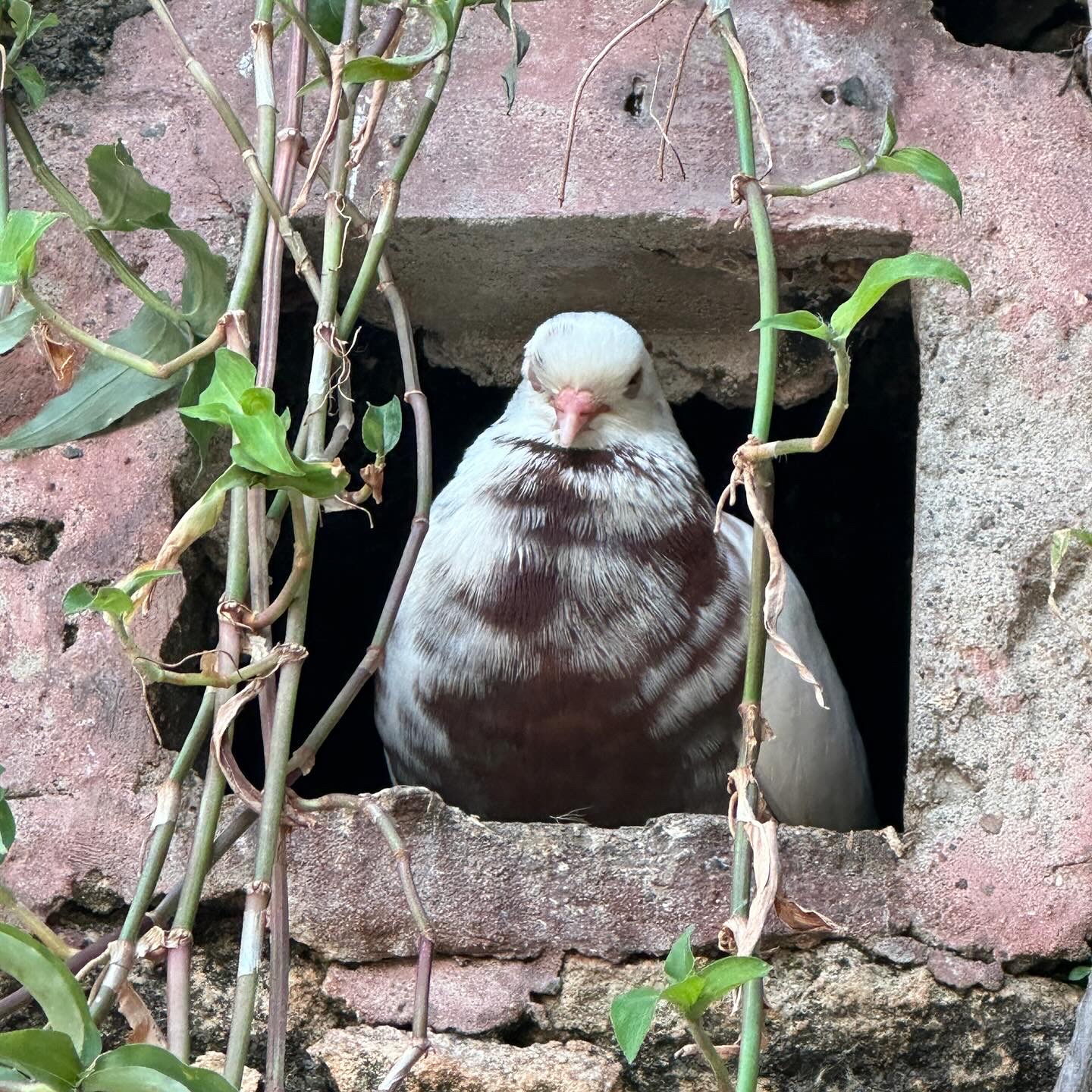 2401-Pl-San_Juan-Parque_de_las_Paomas-Pigeons-01